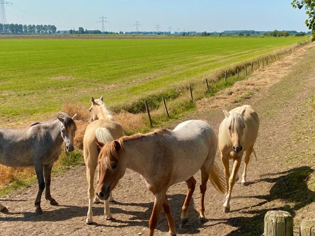 Natuurhuis Zeeuwse Rust Voor Wandelingen Aan Zee, Fietstochten In Natuur En Culinair Genieten IJzendijke Exterior foto