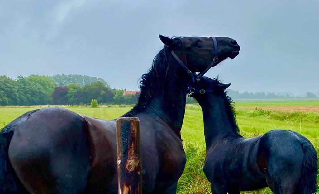 Natuurhuis Zeeuwse Rust Voor Wandelingen Aan Zee, Fietstochten In Natuur En Culinair Genieten IJzendijke Exterior foto